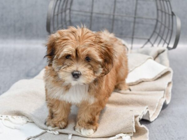 Lhasapoo Dog Female Gold & White 36450 Petland Novi, Michigan