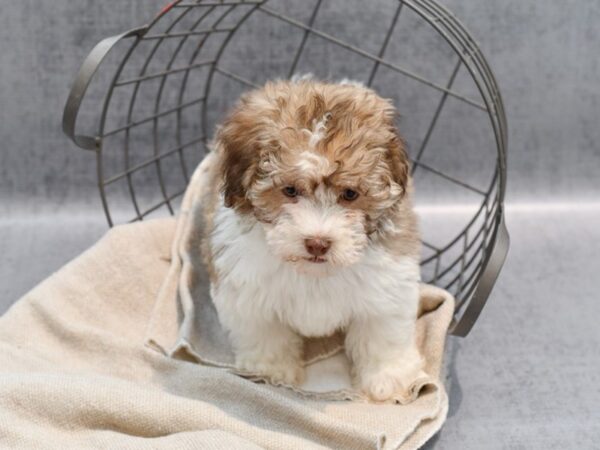 [#36451] Gold & White Male Havanese Puppies For Sale