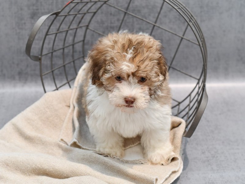 Havanese - 36451 Image #1
