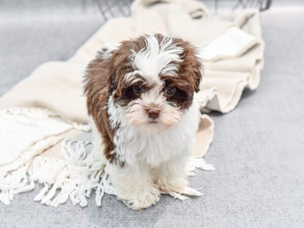 Havanese Dog Female Chocolate & White 36452 Petland Novi, Michigan