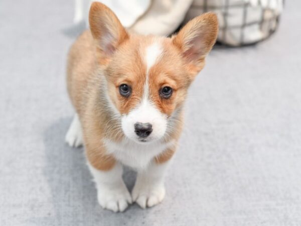 Pembroke Welsh Corgi Dog Male Red & White 36453 Petland Novi, Michigan