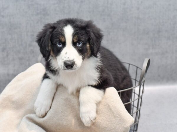 Australian Shepherd Dog Female Black White / Tan 36456 Petland Novi, Michigan