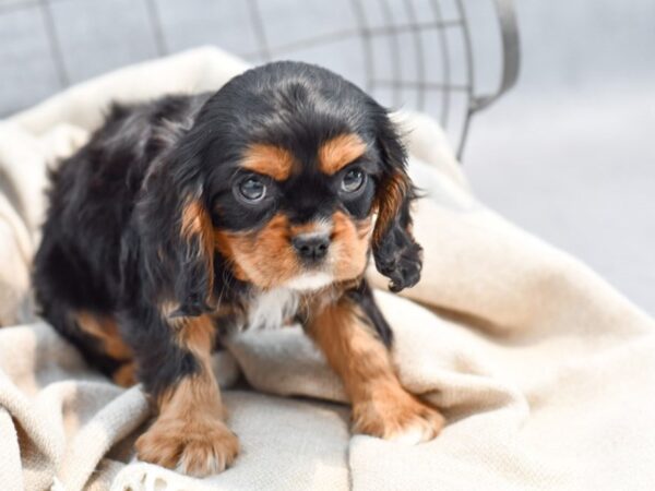 [#36458] Black / Tan Male Cavalier King Charles Spaniel Puppies For Sale