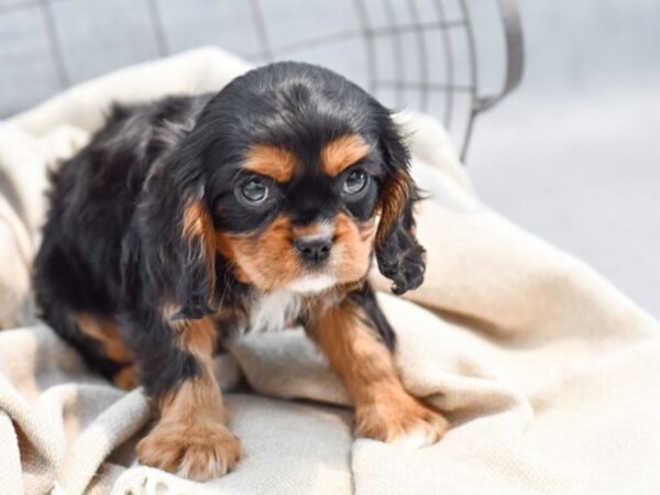 Cavalier King Charles Spaniel-Dog-Male-Black / Tan-36458-Petland Novi, Michigan