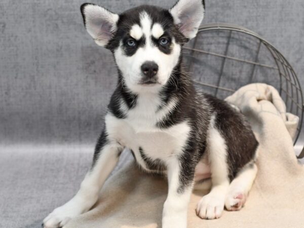 Siberian Husky-Dog-Female-Black & White-36460-Petland Novi, Michigan