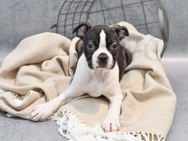 Boston Terrier Dog Male Black & White 36462 Petland Novi, Michigan