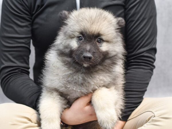 Keeshond Dog Male Gray Black & Silver 36463 Petland Novi, Michigan