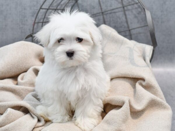 Maltese Dog Female White 36464 Petland Novi, Michigan