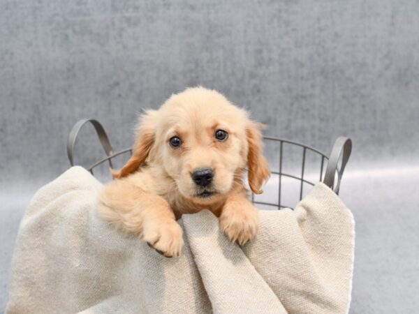 Golden Retriever Dog Female Golden 36465 Petland Novi, Michigan