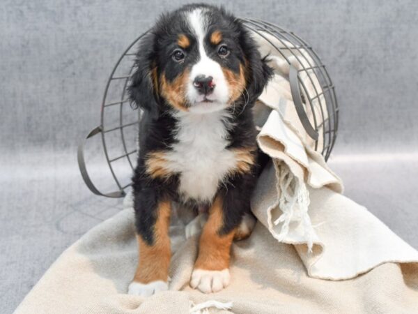 Bernese Mountain Dog Dog Male Tri-Colored 36466 Petland Novi, Michigan