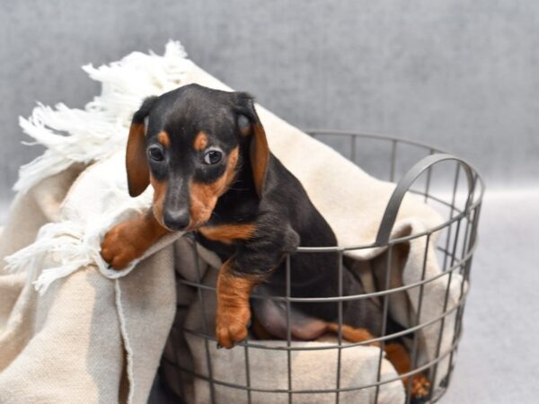 Dachshund Dog Female Black / Tan 36467 Petland Novi, Michigan