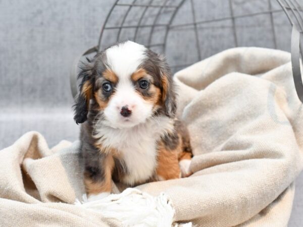 Mini Bernese Dog Female Blue Merle 36468 Petland Novi, Michigan