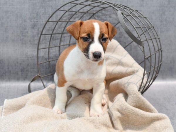 [#36470] Brown & White Male Jack Russell Terrier Puppies For Sale