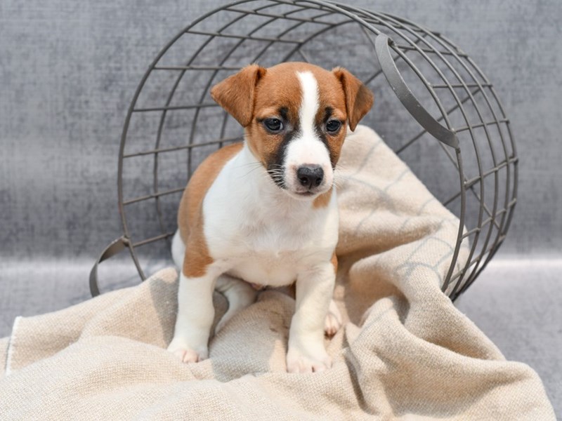 Jack Russell Terrier - 36470 Image #1