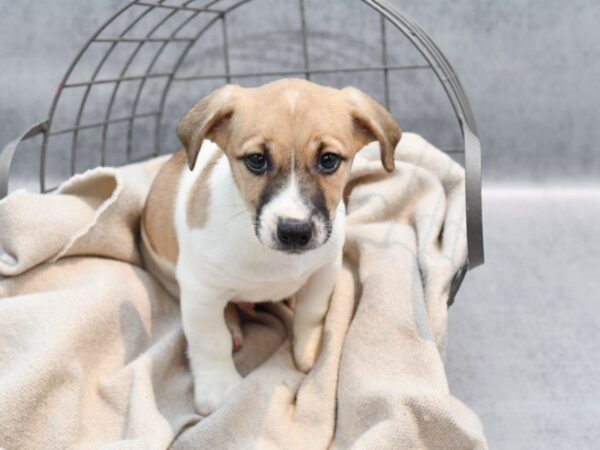 Jack Russell Terrier Dog Male Brown & White 36471 Petland Novi, Michigan