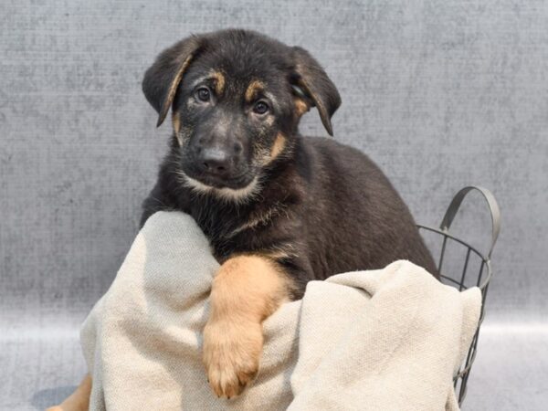 German Shepherd Dog Male Black & Red 36472 Petland Novi, Michigan