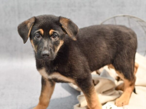 German Shepherd Dog Female Black & Red 36473 Petland Novi, Michigan