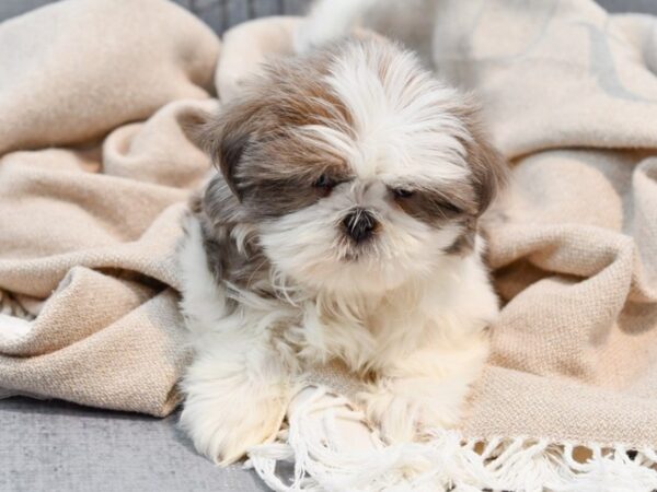 Shih Tzu Dog Male Blue & White 36474 Petland Novi, Michigan