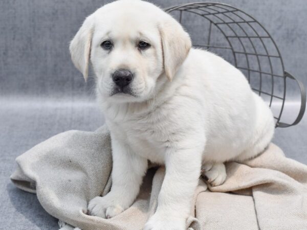 Labrador Retriever Dog Male Yellow 36475 Petland Novi, Michigan