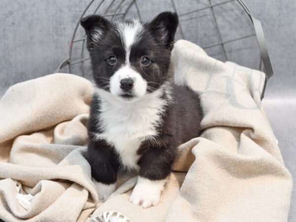 Pembroke Welsh Corgi-Dog-Male-Black & White-36476-Petland Novi, Michigan