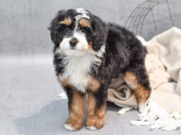 Miniature Bernadoodle Dog Female Tri 36478 Petland Novi, Michigan