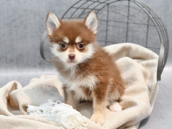 Pomsky Dog Female Chocolate 36469 Petland Novi, Michigan