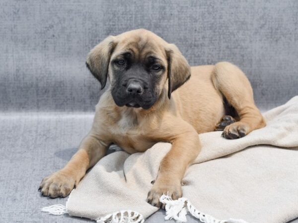 Mastiff Dog Male Fawn 36457 Petland Novi, Michigan