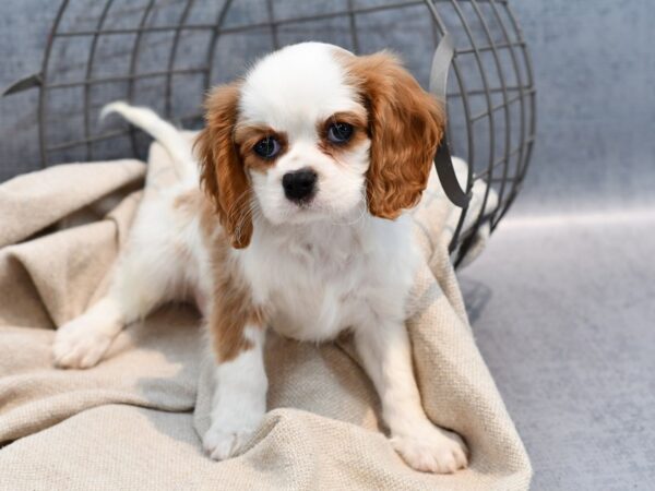 Cavalier King Charles Spaniel Dog Male Blenheim 36455 Petland Novi, Michigan