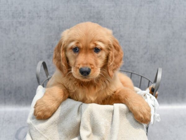 Golden Retriever Dog Female Golden 36477 Petland Novi, Michigan