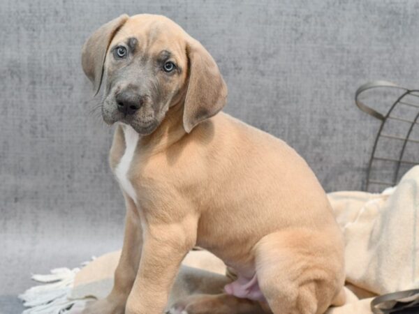 Great Dane Dog Male Fawn 36481 Petland Novi, Michigan