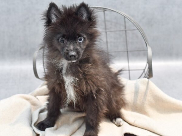 Pomsky Dog Male Black 36484 Petland Novi, Michigan