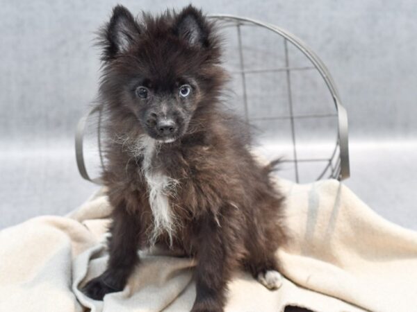 [#36484] Black Male Pomsky Puppies For Sale