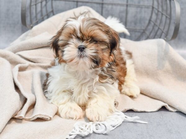 Shih Tzu-Dog-Male-Brindle & White-36485-Petland Novi, Michigan