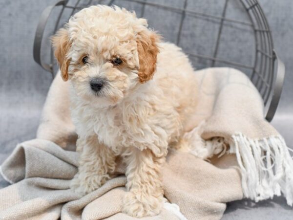 [#36487] Apricot Male Miniature Poodle Puppies For Sale