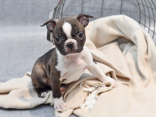 Boston Terrier Dog Male Brown & White 36488 Petland Novi, Michigan