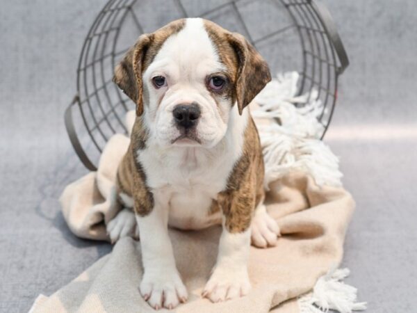 [#36489] Brindle & White Female Bull/Puggle Puppies For Sale