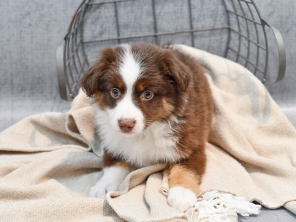 Miniature Australian Shepherd-Dog-Female-Red Tan & White-36492-Petland Novi, Michigan