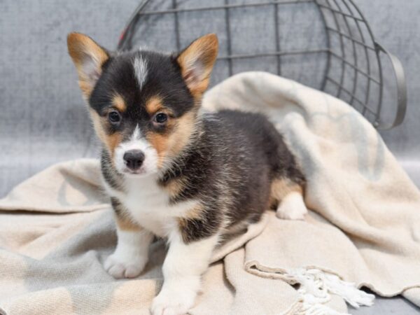 Pembroke Welsh Corgi-Dog-Female-Tri-36494-Petland Novi, Michigan