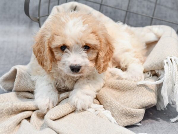 Cavachon Dog Male Blenheim 36495 Petland Novi, Michigan