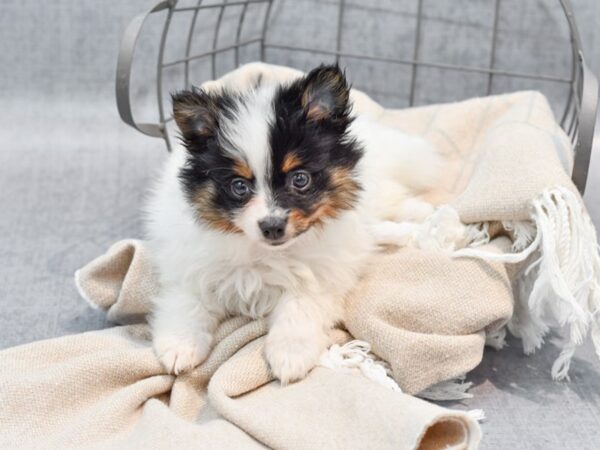 Pomeranian Dog Female Tri-Colored 36497 Petland Novi, Michigan