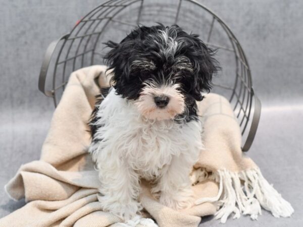 [#36498] Black & White Male Havanese Puppies For Sale