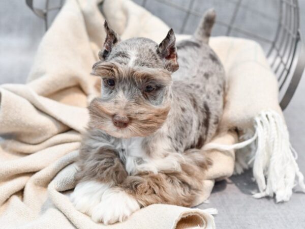 Miniature Schnauzer Dog Male Chocolate Merle & White 36500 Petland Novi, Michigan