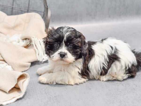 [#36501] Black & White Male Teddy Bear Puppies For Sale
