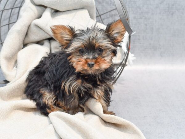 Yorkshire Terrier Dog Male Black / Tan 36503 Petland Novi, Michigan