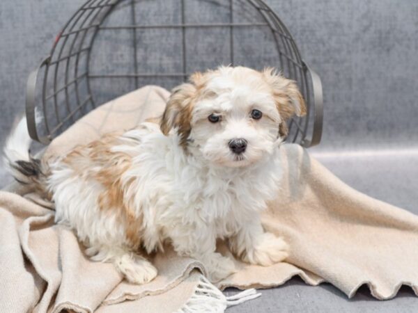 Havanese Dog Male Sable / White 36504 Petland Novi, Michigan