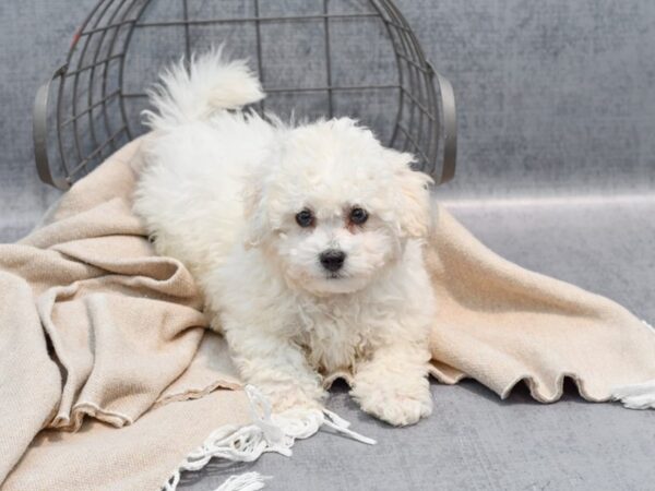 Bichon Frise Dog Male White 36506 Petland Novi, Michigan