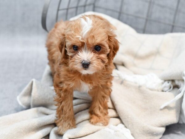 Cavapoo Dog Male Red & White 36511 Petland Novi, Michigan