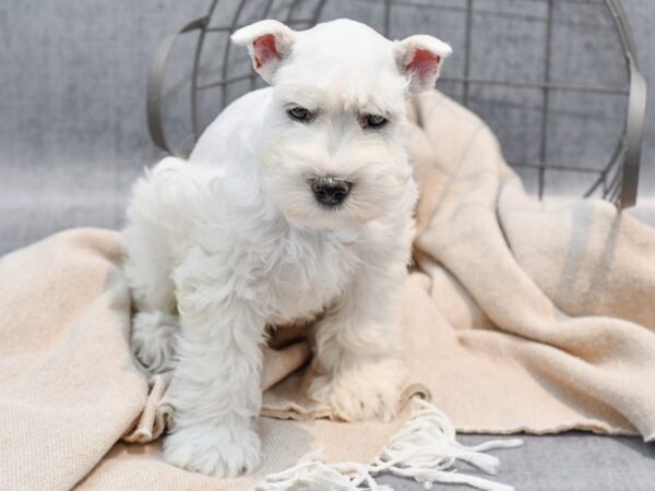 Miniature Schnauzer Dog Male White 36515 Petland Novi, Michigan