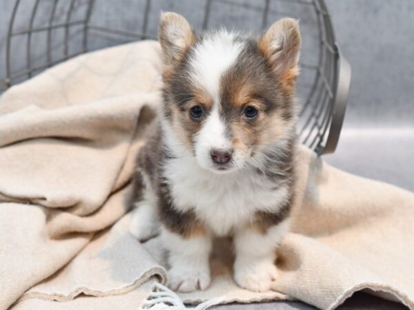 Pembroke Welsh Corgi Dog Female Blue 36516 Petland Novi, Michigan