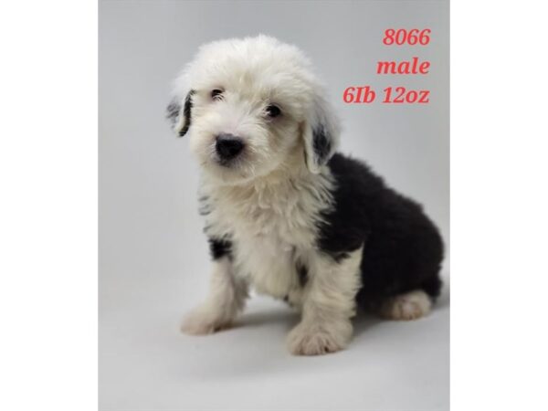 [#36517] Black / White Male Old English Sheepdog Puppies For Sale